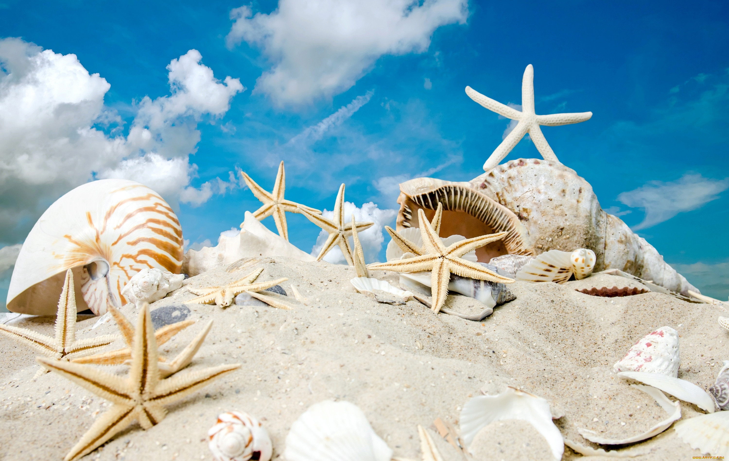, ,  ,    spa-, sky, sand, summer, sunshine, sea, beach, starfishes, seashells, , , , , 